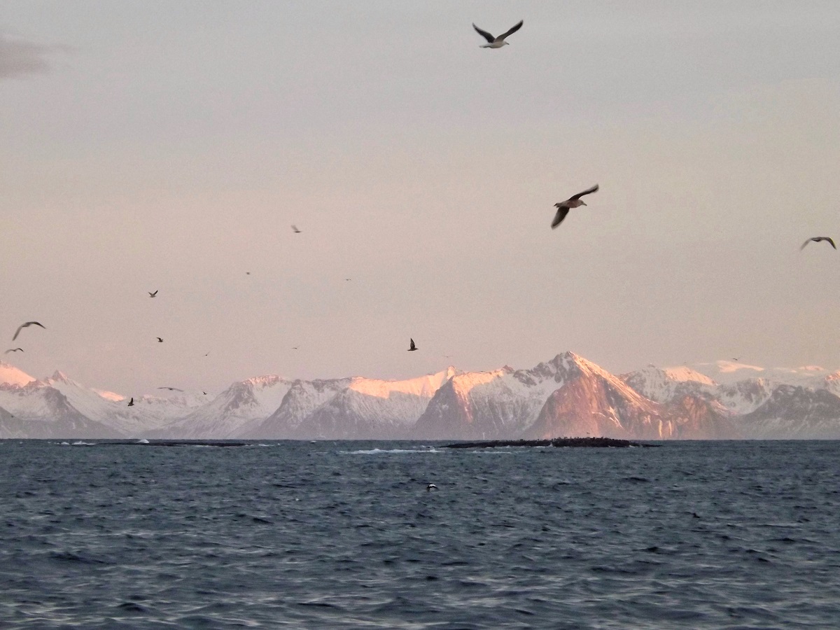 Whale Safari Andenes