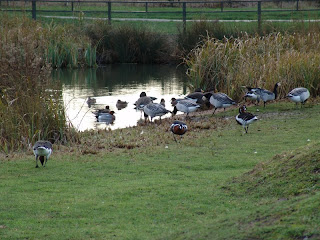 London Wetland Centre