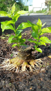 Cara Membuat Bonsai Yang Baik dan Terstruktur