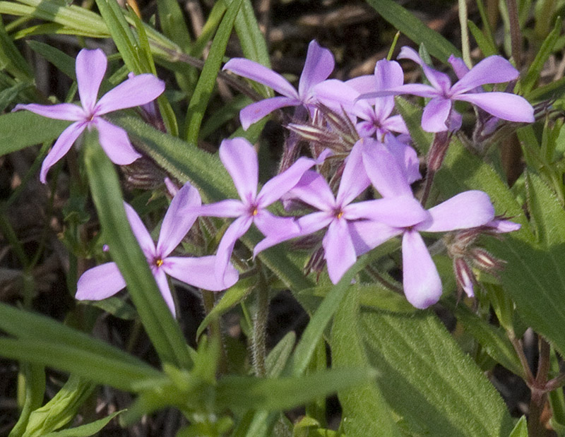 prairie phlox (Phlox pilosasrc)