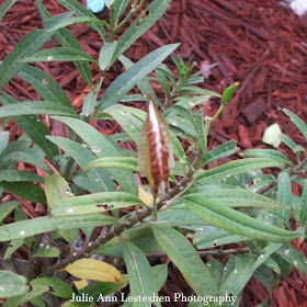 Is that a Brown and White Caterpillar on my Tropical Milkweed?