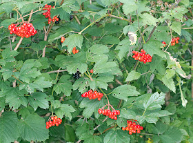 Berries on a Guelder Rose, Viburnum opulus, at Sevenoaks Wildlife Reserve on 14 August 2011.