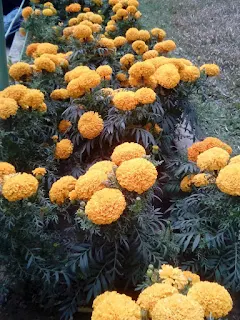 Marigold flower picture