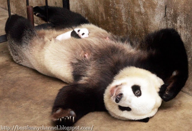 Two cute pandas.