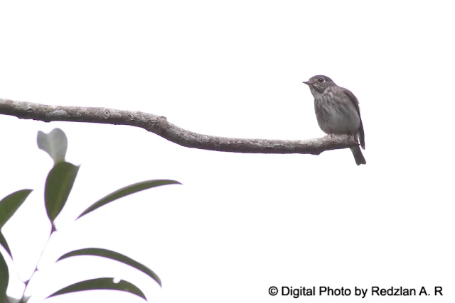 Asian Brown or Darksided Flycatcher