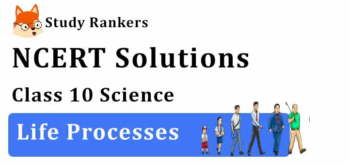 NCERT Solutions for Class 10 Science Chapter 6 Life Processes