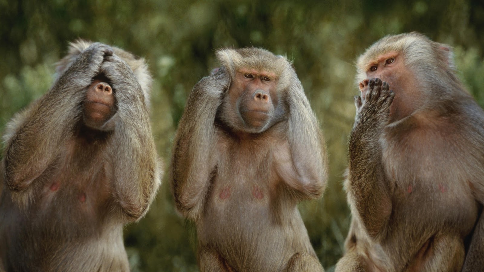 48 Meme Lucu Monyet Keren Dan Terbaru Kumpulan Gambar Meme Lucu