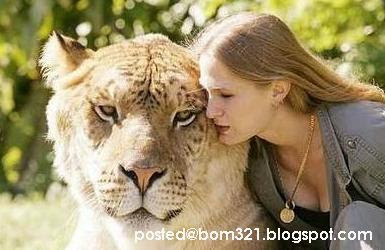 Harimau Terbesar Di Dunia Blog BOM321