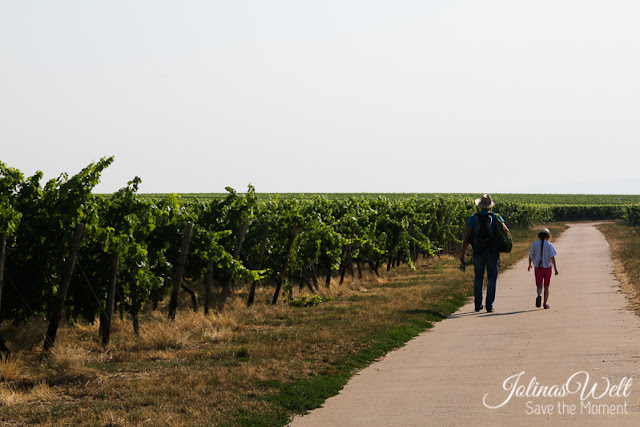 Wanderung bei Bechtheim durch die Weinberge des Wonnegau