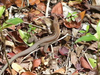 Lézard de Cuba marron avec 3 lignes blanches fines