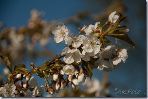_MG_6994 _MG_6994