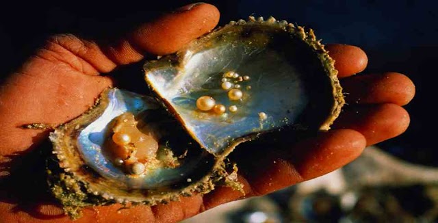Natural pearls are found in which sea creature?