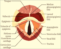 Larynx