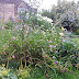 The Gardens at Barnsley House