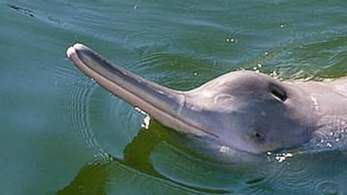endangered Ganges River Dolphin in Sundarban