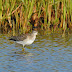 Ten Best Birds from St. Paul Island, 2012