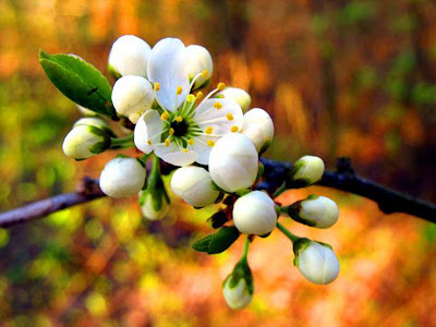 Morning blooming flower