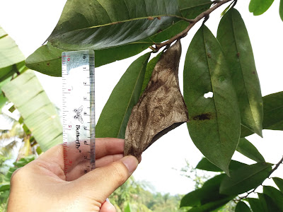 Attacus atlas pupa on soursop leaf