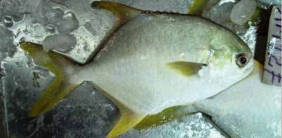 Kandungan Gizi Ikan Laut