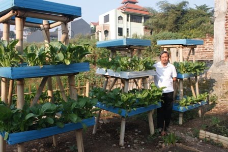 Berkebun yuuk Berkebun Sayur  di Halaman