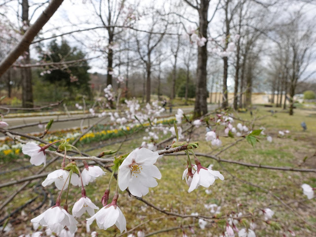 とっとり花回廊　ソメイヨシノ桜