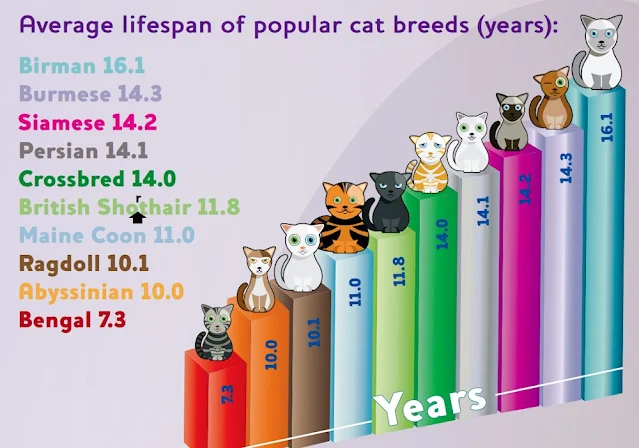 Study on lifespan of some purebred cats