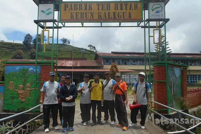 Pabrik Teh Hitam Kaligua Brebes