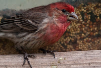 Red Finch Bird