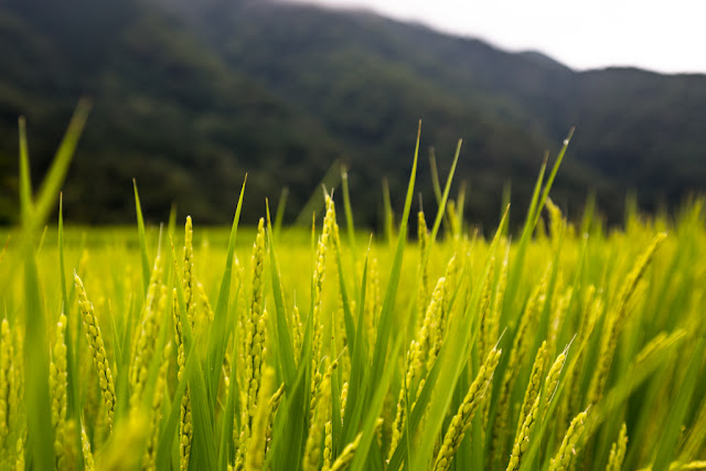 Arroz :: Canon EOS5D MkIII | ISO200 | Canon 24-105@58mm | f/5.6 | 1/125s