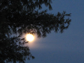 full moon through branches