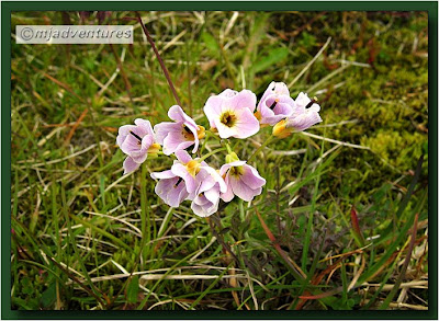 Icelandic_Flora