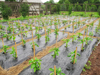 Growing tomato plants during the summer season