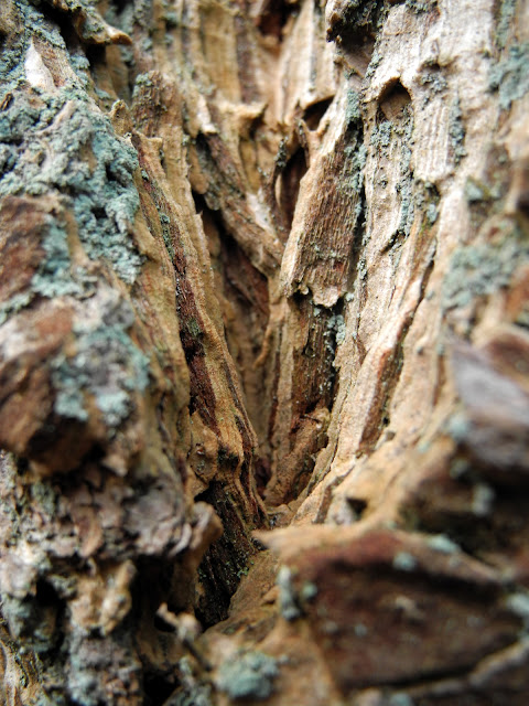 wood sculpture by mother nature