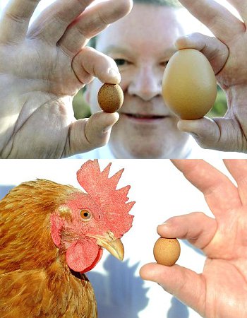 telur ayam, paling kecil, di dunia, unik