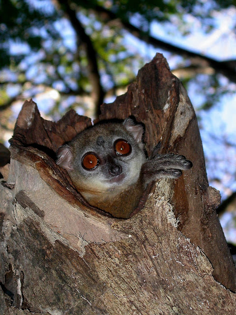 Lepilemur ankaranensis