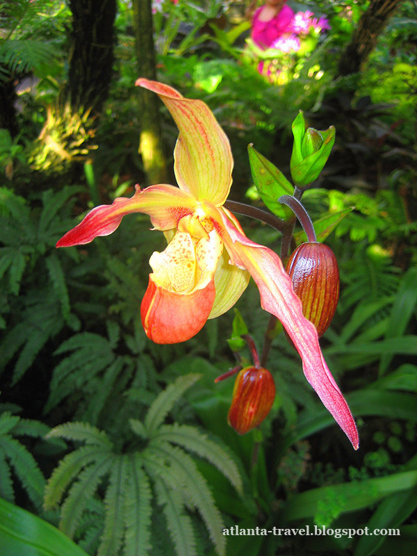 Цветы из ботанического сада Атланты - открытки к 8 марта Atlanta botanical garden flowers 8 marta