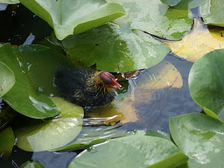 Fulica atra - Foulque macroule 