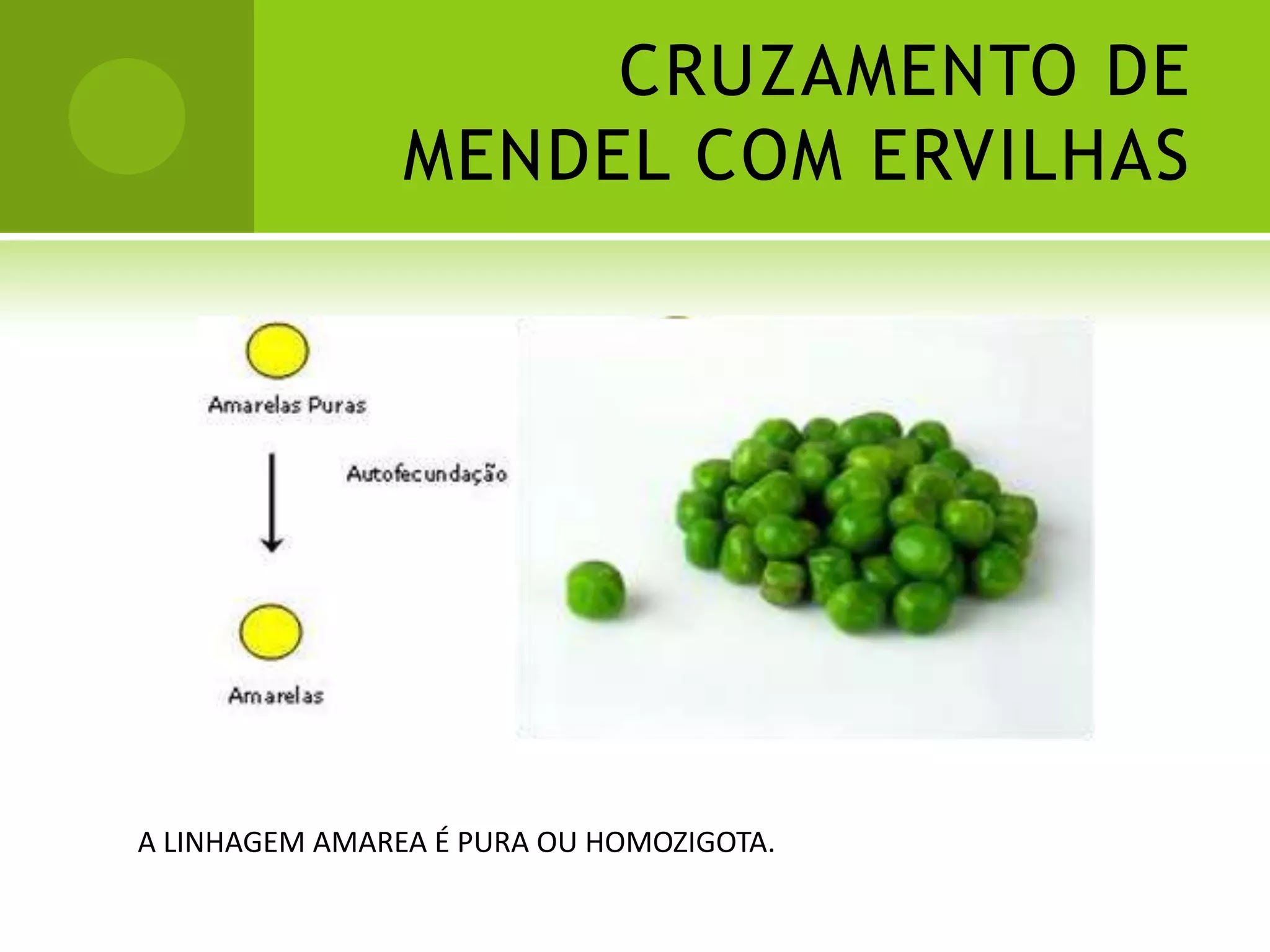 Primeira lei de Mendel resumo pdf