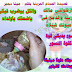 قصيدة لحمامتى الحزينة بقلم مينا سمير
