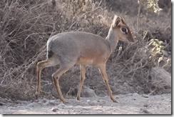Kirks Did-dik