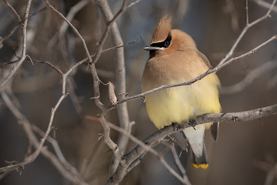 Cedar Waxwing, Timber Trails Park