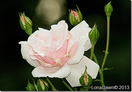 New_Dawn_Rose