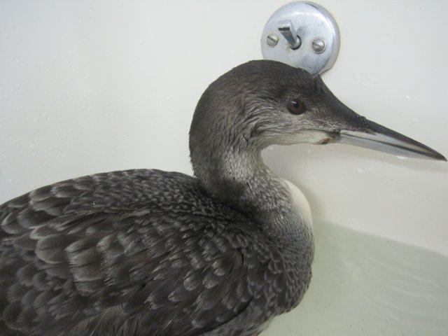 common loon winter. Common Loon #2 is much weaker