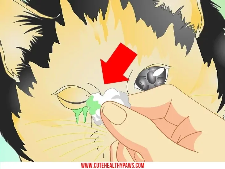 How to treat cat eye infection