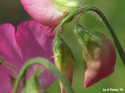 Sweet Pea Flower