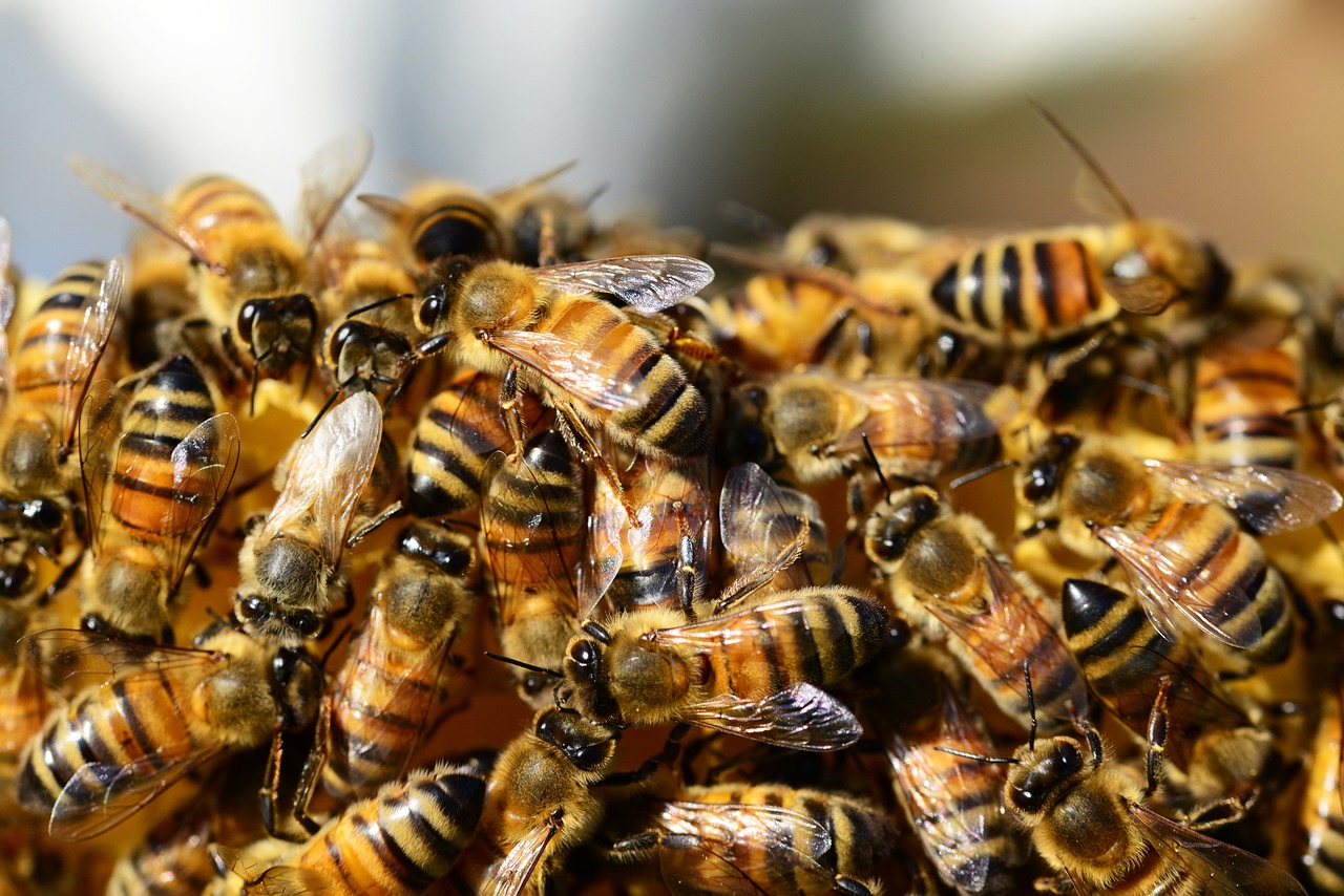  Jenis  Jenis Lebah  dan Tugasnya Budidaya