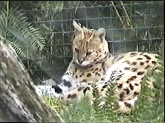 1998.09.09-015 serval