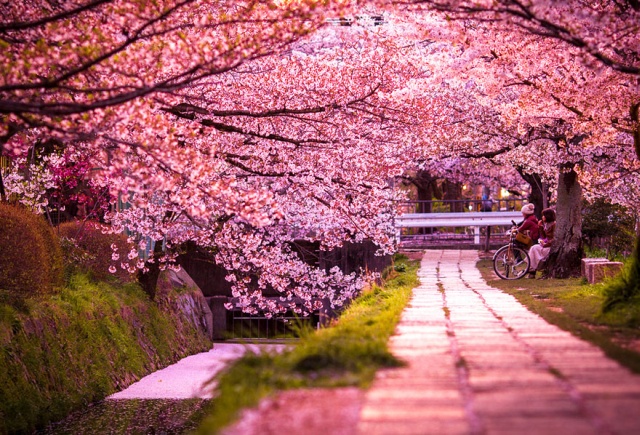 桜