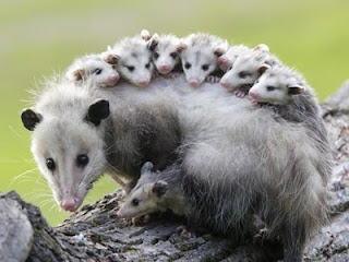 marsupial mama