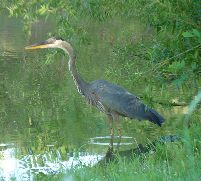 great blue heron